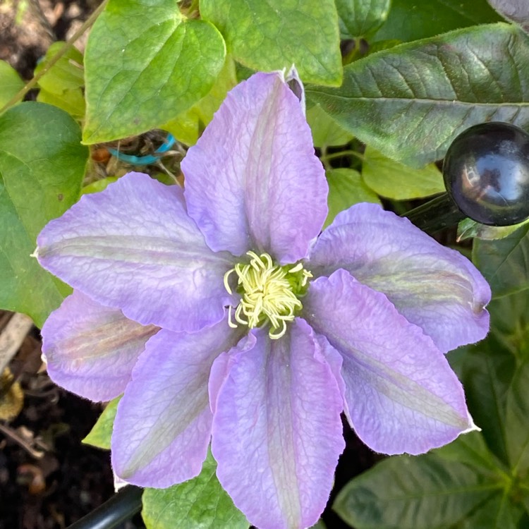 Plant image Clematis 'Cezanne'™ evipo023