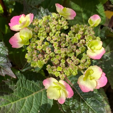 Hydrangea serrata 'Mak 20' syn. Hydrangea serrata 'Tuff Stuff', Hydrangea serrata 'Cotton Candy', Hydrangea serrata 'Flair & Flavours Cotton Candy'