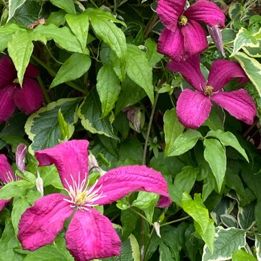 Clematis viticella 'Madame Julia Correvon'