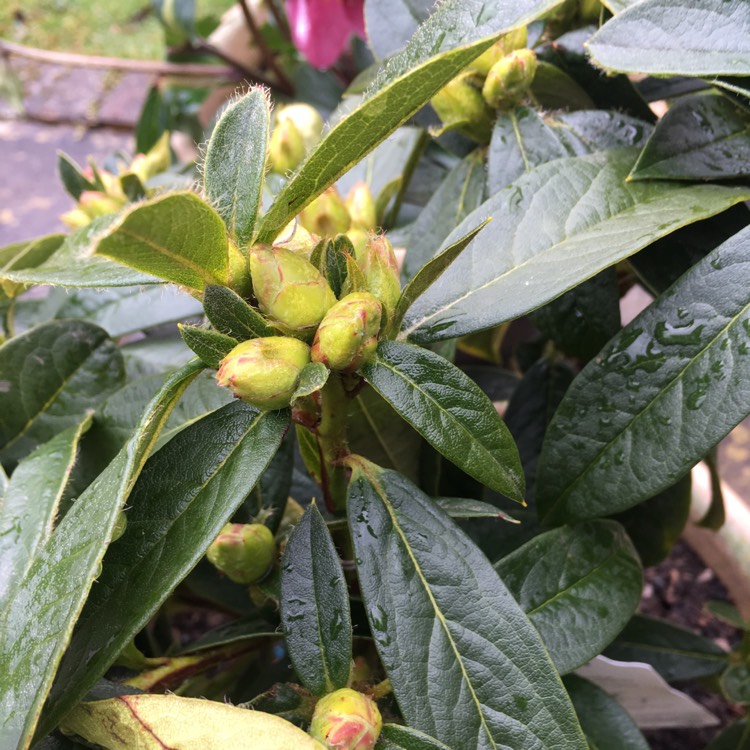 Plant image Rhododendron 'Tinkerbird'