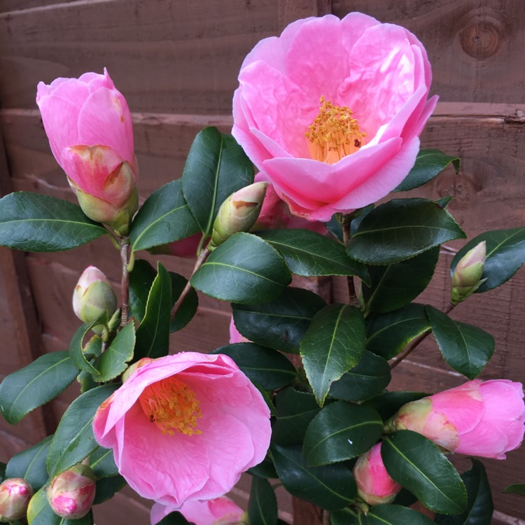 Plant image Camellia x williamsii 'Bowen Bryant'