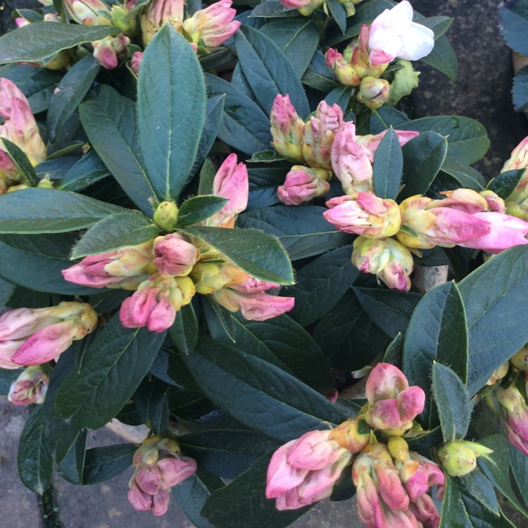 Plant image Rhododendron 'Tinkerbird'