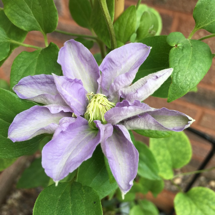 Plant image Clematis 'Cezanne'™ evipo023