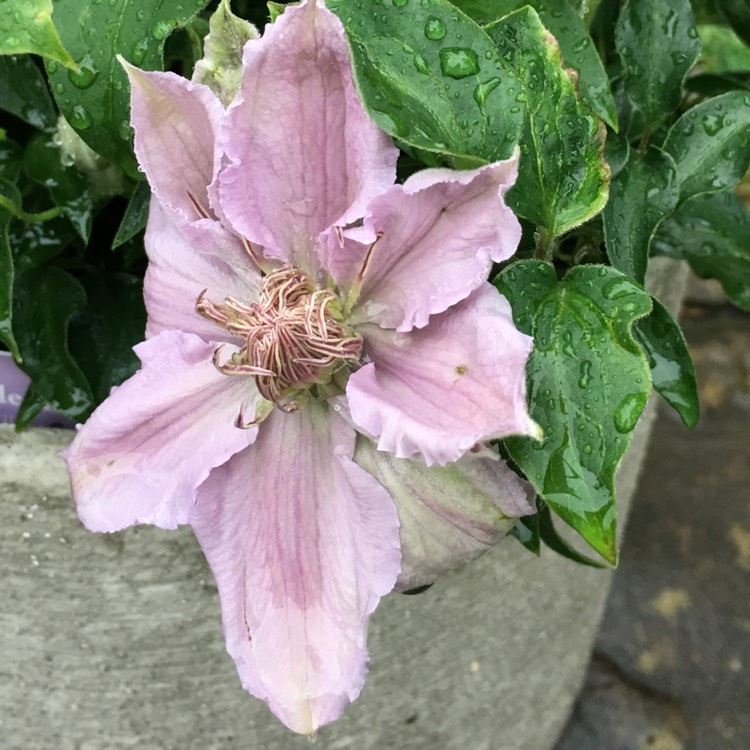 Plant image Clematis 'Filigree'