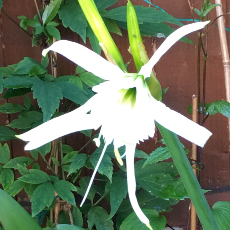 Plant image Hymenocallis acutifolia syn. Hymenocallis littoralis var. acutifolia