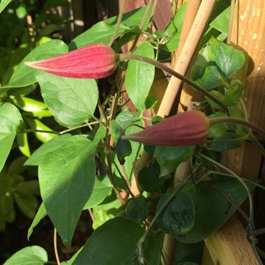 Clematis 'Princess Diana'