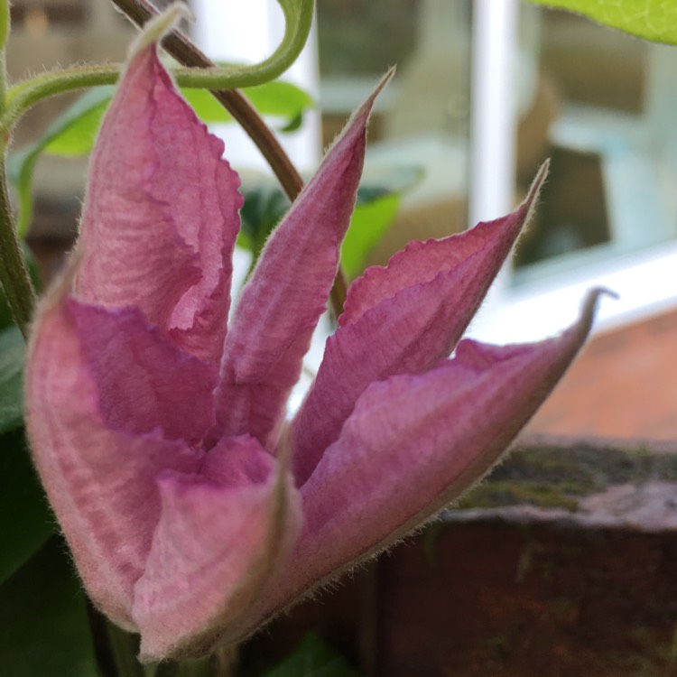 Plant image Clematis 'Hagley Hybrid'