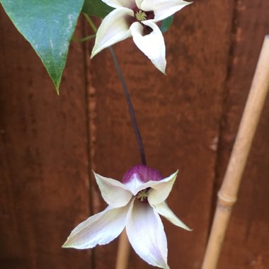 Clematis texensis 'Princess Kate'