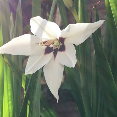 Zephyranthes