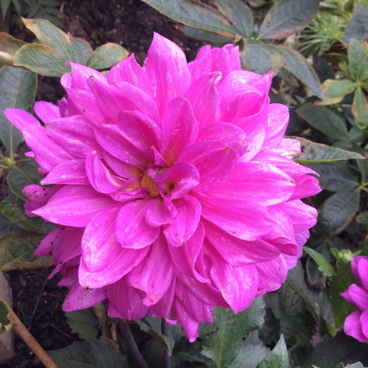 Plant image Dahlia 'Karma Lagoon'