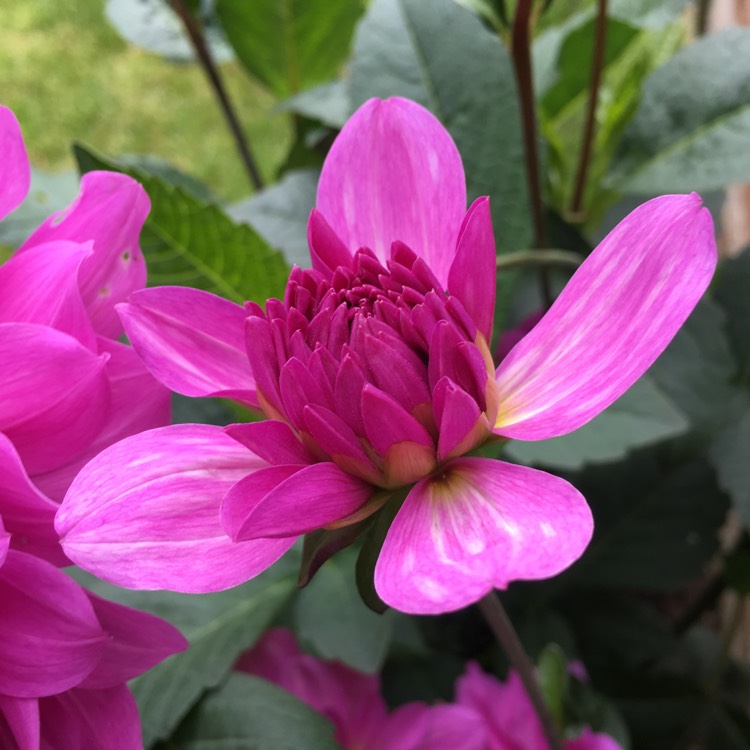 Plant image Dahlia 'Karma Lagoon'