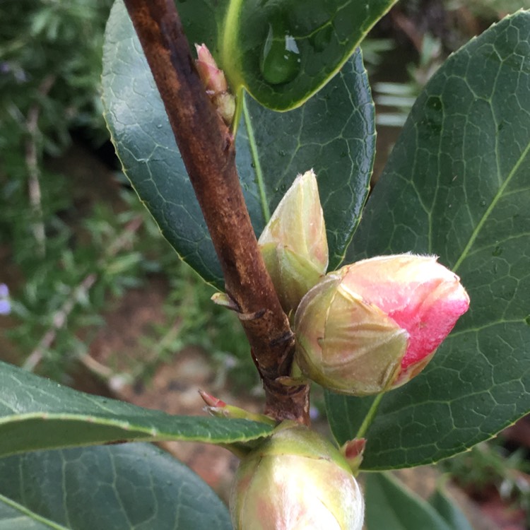 Plant image Camellia x williamsii 'Anticipation'