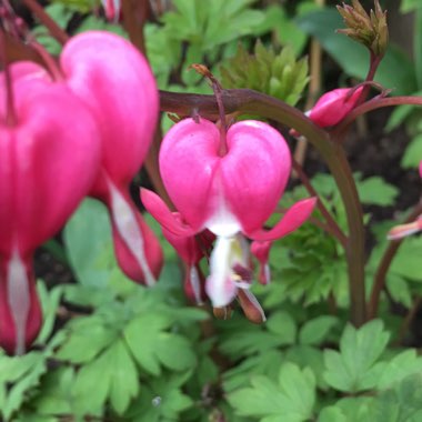 Dicentra formosa 'King of Hearts'