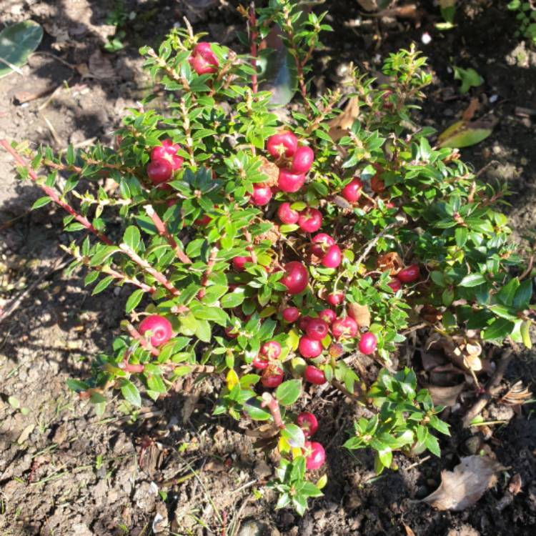 Plant image Pernettya Mucronata