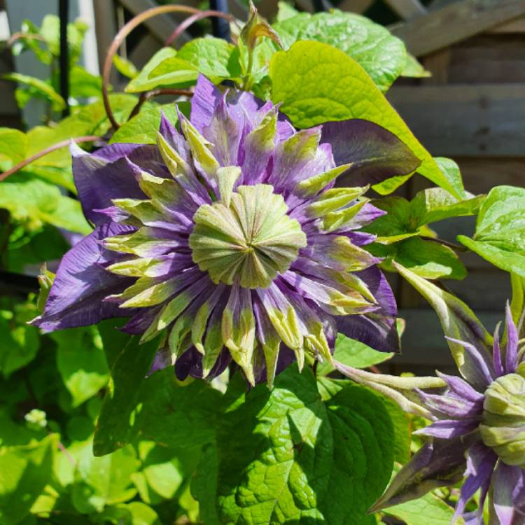 Plant image Clematis florida 'Taiga'