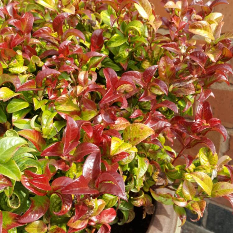 Plant image Leucothoe axillaris 'Curly Red'