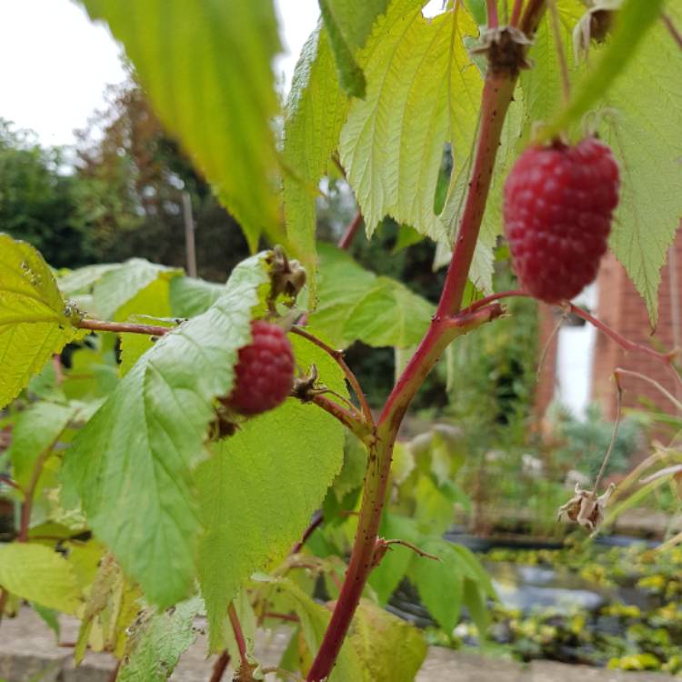 Plant image Rubus Idaeus 'Autumn Bliss'