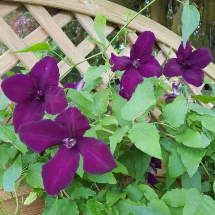 Plant image Clematis viticella 'Dark Eyes'