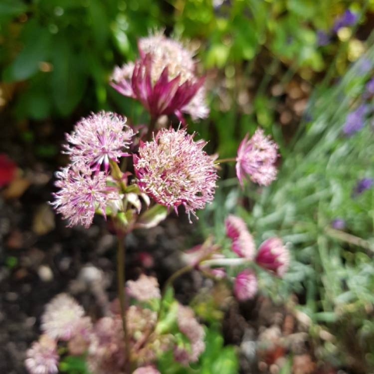 Plant image Astrantia major 'Star of Love'