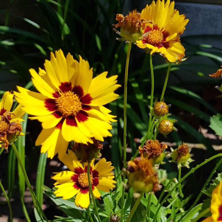 Plant image Coreopsis 'Sunkiss'