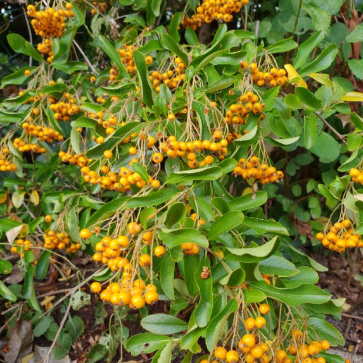 Plant image Pyracantha 'Soleil d'Or'