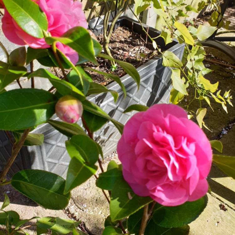 Plant image Camellia x williamsii 'Debbie'