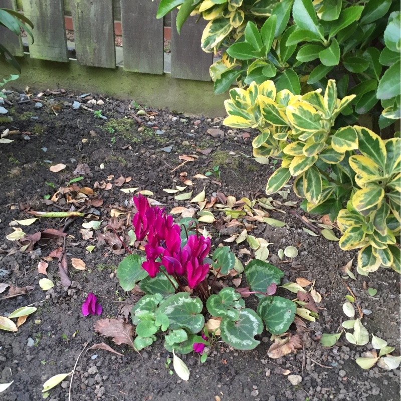 Cyclamen (Hardy)