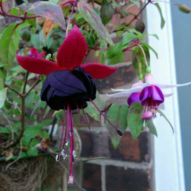 Fuchsia (Half-Hardy)