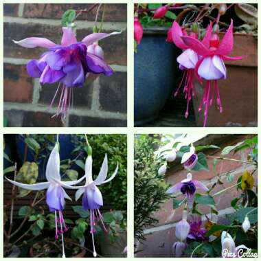 Fuchsia (Half-Hardy)