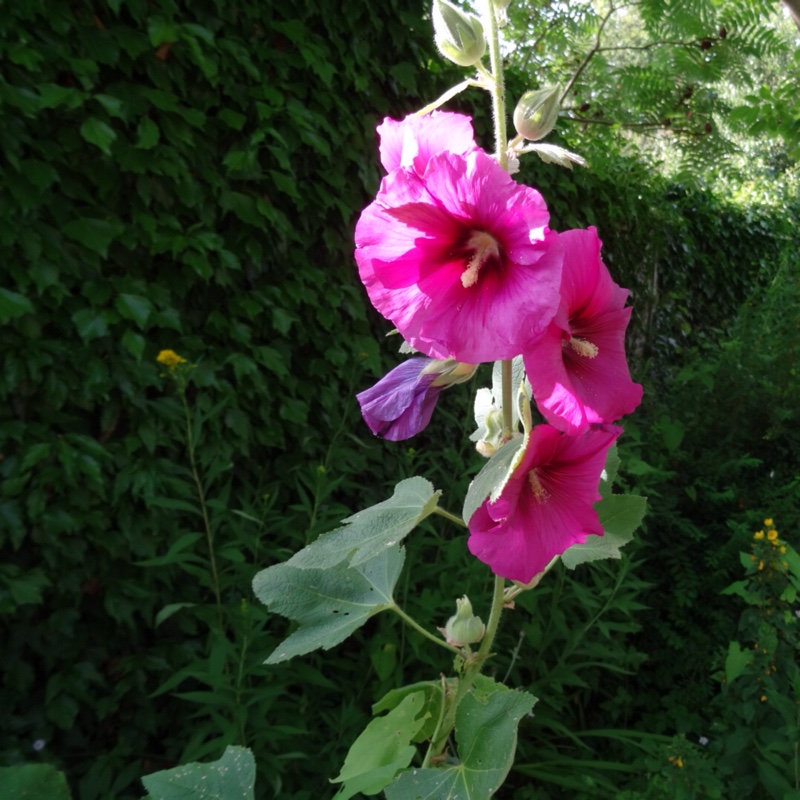 Hollyhock