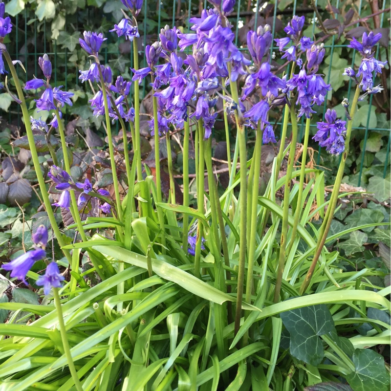 Spanish Bluebell 'Danube'