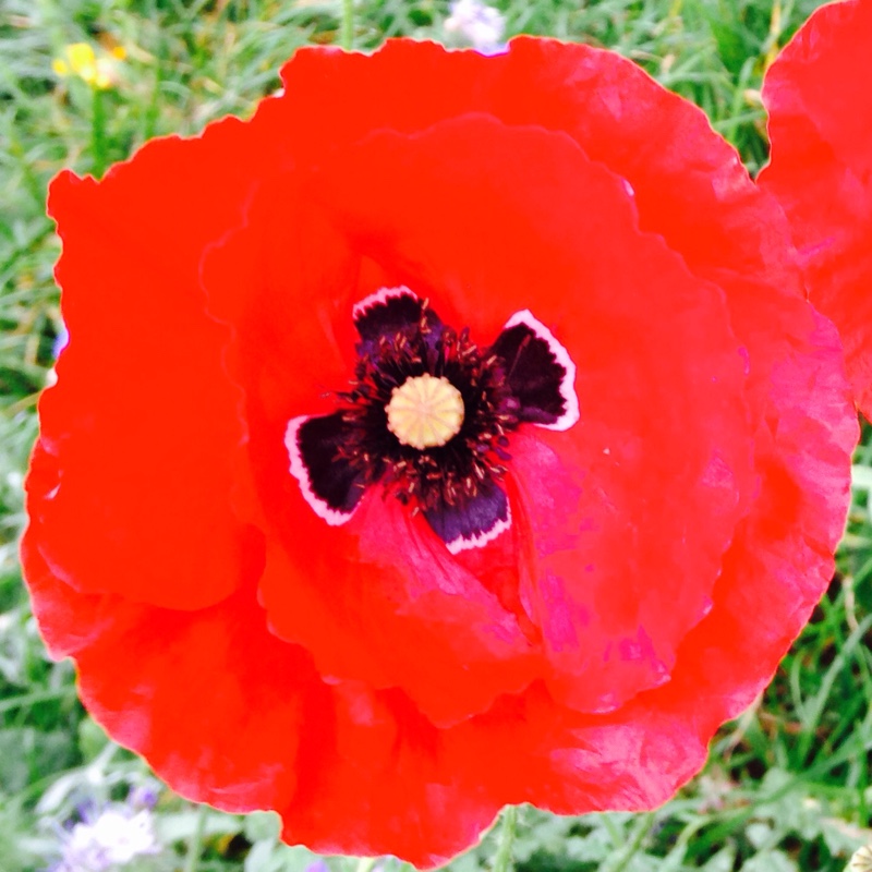 Flanders Poppy