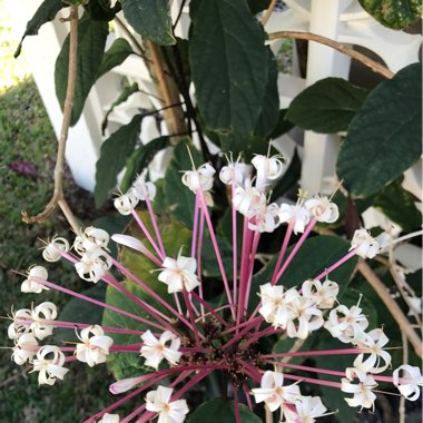 Fireworks Flower/ Shooting Star