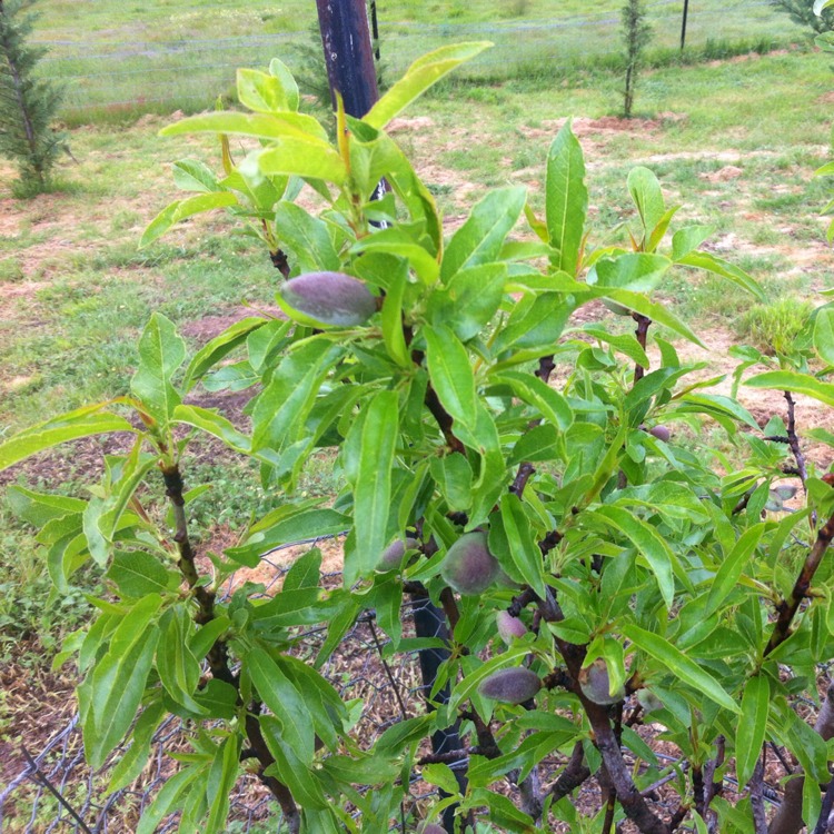 Plant image Prunus dulcis  syn. Prunus amygdalus