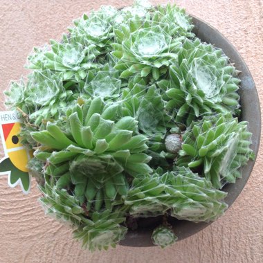 Sempervivum Tectorum