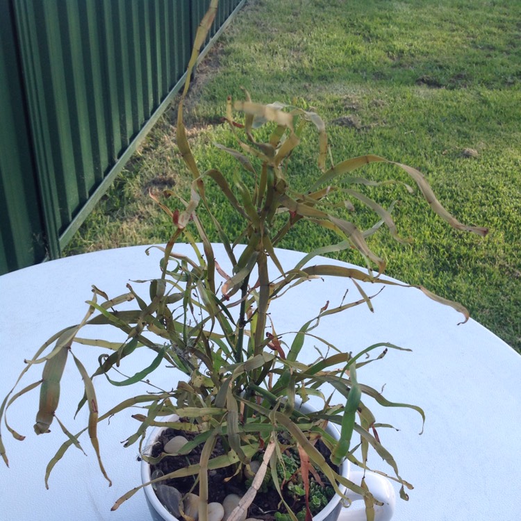 Plant image Pterostylis