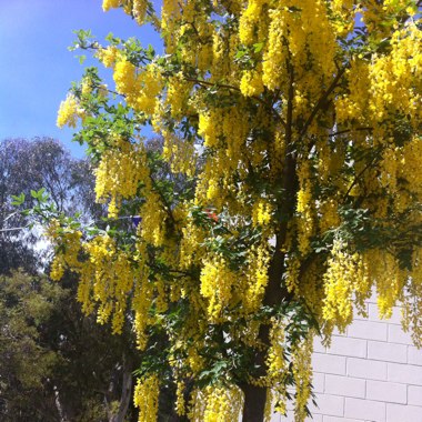 Laburnum x watereri