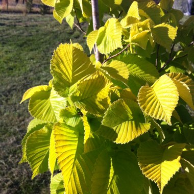 Ulmus glabra 'Lutescens'