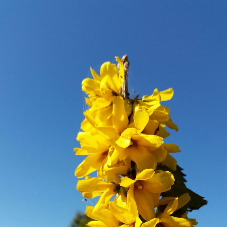 Plant image Ixia maculata