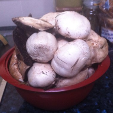 Agaricus campestris