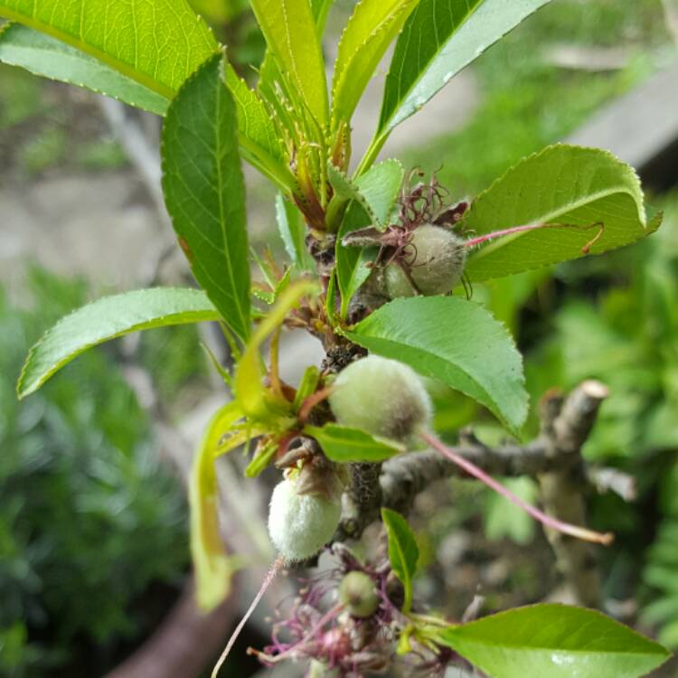 Plant image Prunus persica 'Terrace Diamond'