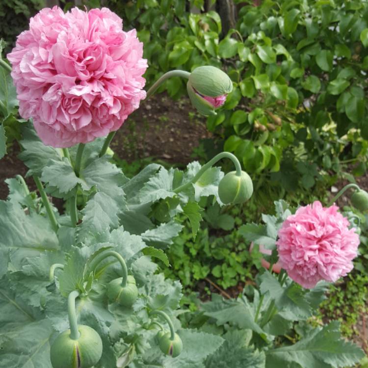 Plant image Papaver paeoniflorum 'Prom Puff'