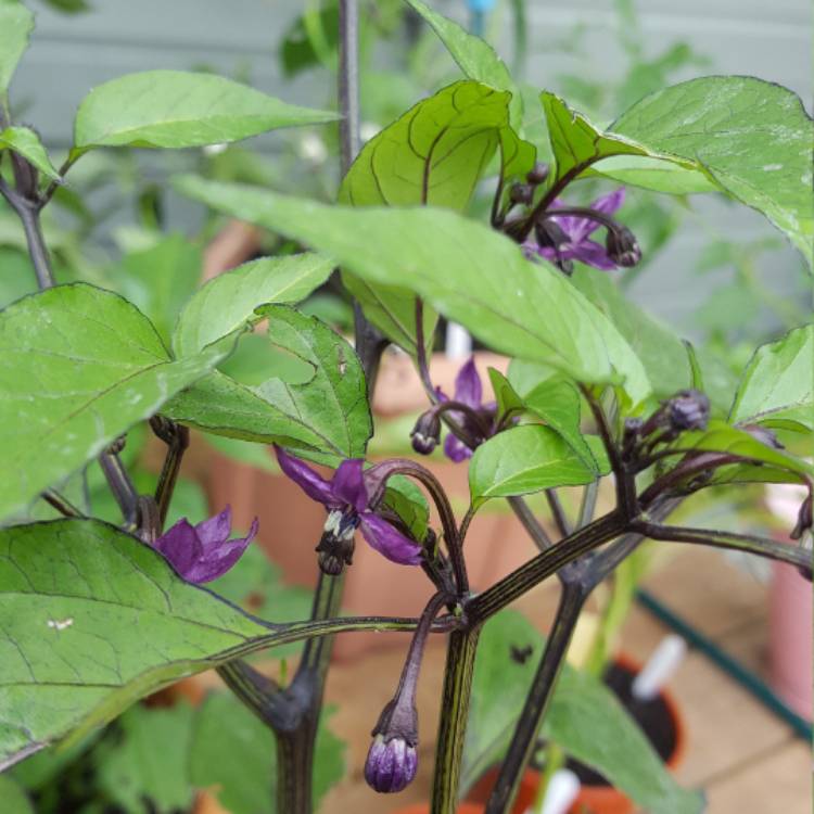 Plant image Capsicum Annuum 'Vampire'