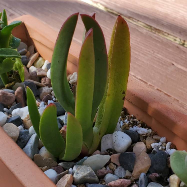 Plant image Carpobrotus edulis