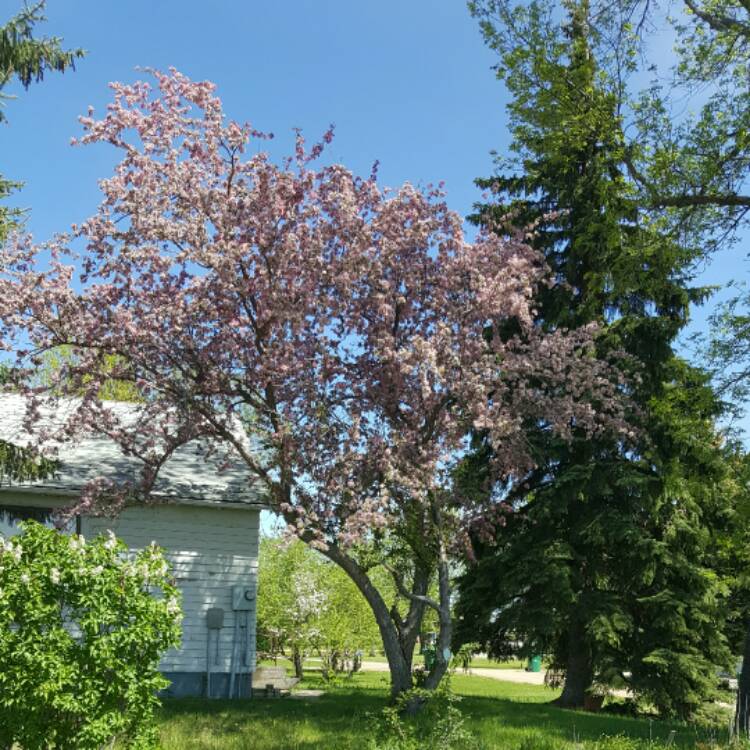 Plant image Malus ioensis 'Plena'