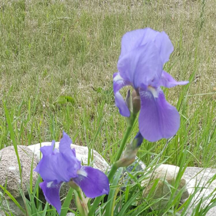 Plant image Iris x germanica 'Feed Back'