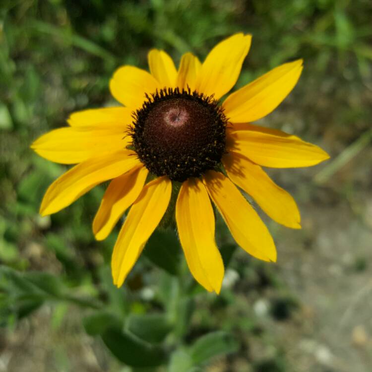 Plant image Rudbeckia hirta 'Sonora'