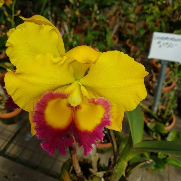 Plant image Cattleya labiata rubra 'Schuller'