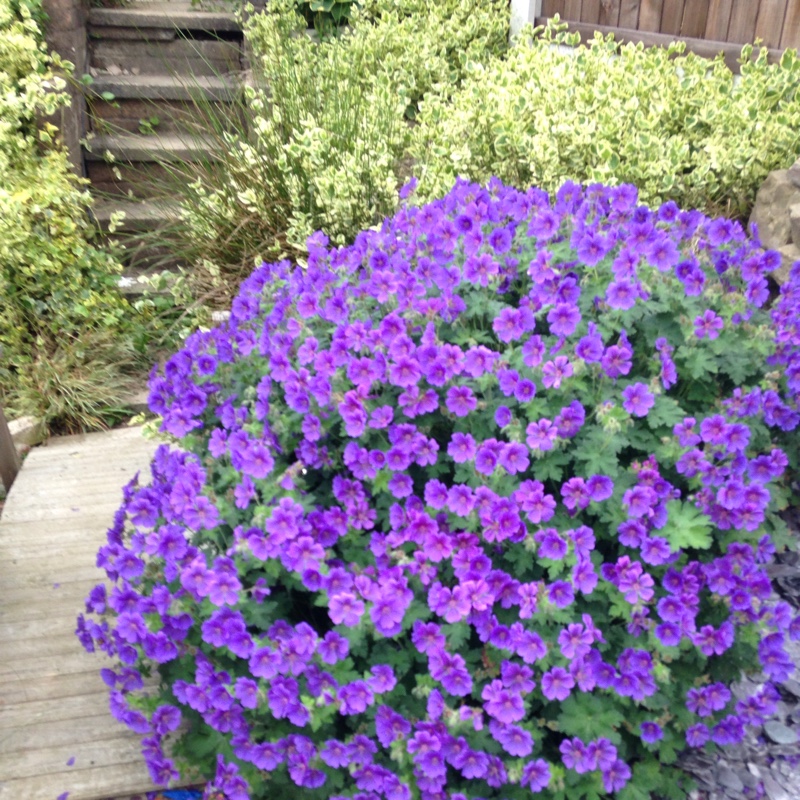 Plant image Geranium x magnificum syn. Geranium magnificum