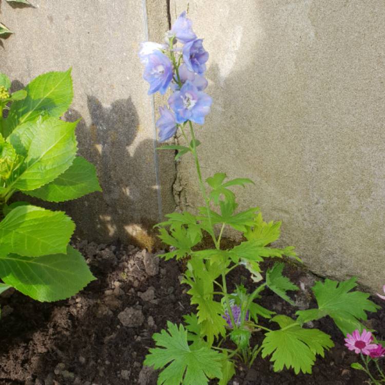 Plant image Delphinium 'Guardian Lavender' (Guardian Series)